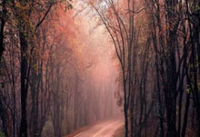 学裱花去哪里学比较好，学裱花去哪里学比较好呢